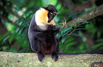 Diana monkey (Cercopithecus diana) examining fingers, captive, occurs in West Africa.