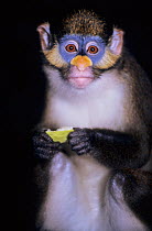 Moustached monkey (Cercopithecus erythrotis) portrait whilst feeding, captive, occurs in Cameroon, Equatorial Guinea, and Nigeria.