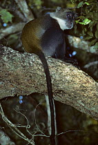 Kolb's white-collared monkey (Cercopithecus mitis kolbi) in tree, Kenya.