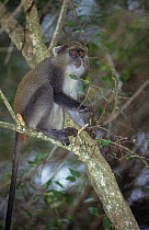Samango monkey (Cercopithecus mitis labiatus) in tree South Africa, Endemic.