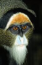 De Brazza's monkey (Cercopithecus neglectus) portrait, captive occurs in West Africa.