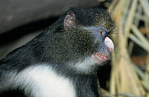 Bioko putty-nosed monkey (Cercopithecus nictitans martini) captive, endemic to Bioko, Equatorial Guinea