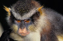 Lowe's mona monkey (Cercopithecus lowei) portrait, captive, occurs in West Africa.