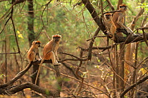 Patas monkey (Erythrocebus patas) group of females and juveniles in tree, captive, occurs in West and East Africa.