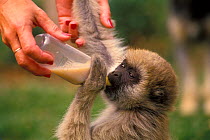 Woolly spider monkey / Southern muriqui (Brachyteles arachnoides) keeper feeding captive baby, endemic to Brazil. Endangered species.