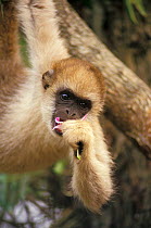 Woolly spider monkey / Southern muriqui (Brachyteles arachnoides) captive, endemic to Brazil. Endangered species.