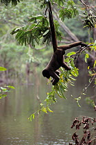 Common woolly monkey (Lagothrix lagothricha) hanging upside down from branch using prehensile tail, over water, captive, occurs in Brazil, Columbia, Ecuador, Peru.
