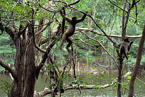 Gray woolly monkey (Lagothrix cana) climbing above water, captive, occurs in Brazil, Bolivia, and Peru.