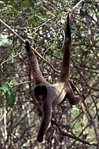 Gray woolly monkey (Lagothrix cana) climbing, captive, occurs in Brazil, Bolivia, and Peru.