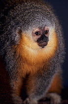 Hoffmann's titi monkey (Callicebus hoffmannsi) captive, endemic to Brazil.