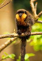 Hoffmann's titi monkey (Callicebus hoffmannsi) captive, endemic to Brazil.
