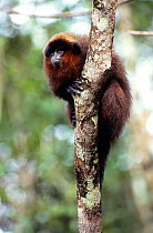 Stephen Nash's titi monkey (Callicebus stephennashi) climbing,  endemic to the eastern bank of the Purus River, Brazil