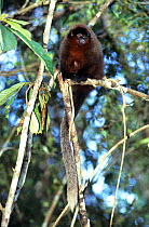 Stephen Nash's titi monkey (Callicebus stephennashi) endemic to the eastern bank of the Purus River, Brazil