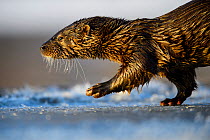 Otter (Lutra lutra) walking in fresh ice, Southern Estonia, January.