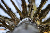 Female Goldeneye (Bucephala clangula) looking out of its nest (an old woodpecker nest) in a dead pine tree,  Southern Estonia, April.