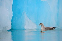 Northern fulmar (Fulmarus glacialis) swimming in front of an extremely blue iceberg in Kongsfjorden fjord, Svalbard, Spitsbergen, Norway. June.