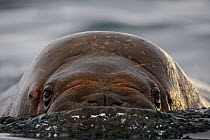 Walrus (Odobenus rosmarus) swimming towards a camera, Magdalenefjorden Fjord, Svalbard, Spitsbergen, Norway. June.