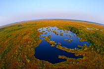Aerial view of Muraka Raba bog pools and islets, taken with fisheye lens, Eastern Estonia. August 2011