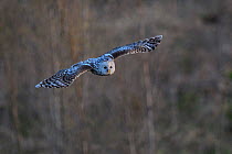 Female Ural owl (Strix uralensis) flying over a clear-cut area, Southern Estonia, May.