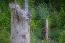Double exposure photo showing a female Ural owl (Strix uralensis) looking at a Moose (alces alces) feeding on salt left out by hunters, Southern Estonia, May.