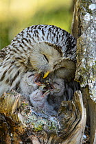 Ural owl (Strix uralensis) female feeding her young with part of  a pellet it has regurgitated. Estonia, May.