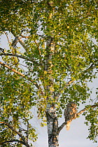 Ural owl (Strix uralensis) perched on a birch tree with a Grey-headed woodpecker (Picus canus), Southern Estonia. June.