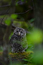 Ural owl (Strix uralensis) portrait of chick after rain, Southern Estonia. May.
