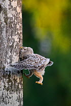 Ural owl (Strix uralensis) chick trying to climb an aspen tree with its beak, talons and wings, Southern Estonia. June.