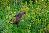 Moose (Alces alces) eating fresh leaves of young Aspen trees, Tartumaa, Estonia, May.