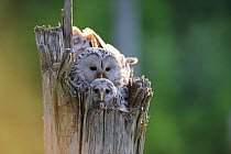 Ural owl (Strix uralensis) female on the nest with a nestling, Southern Estonia, June.