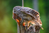 Ural owl (Strix uralensis) female, removing Red squirrel (Sciurus vulgaris) skin from her nest, Southern Estonia, June.