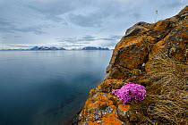 Purple saxifrage (Saxifraga oppositifolia) growing on lichen covered rocks, in a fjord, Svalbard, Spitsbergen, Norway. June.