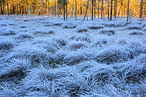 Frozen grassland at sunrise, Agusalu Nature Reserve, Ida-Virumaa, Estonia, November.