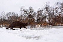 Wide angle view of Otter (Lutra lutra) walking on the ice  of a river, Southern Estonia, January.
