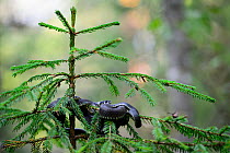 Grass snakes (Natrix natrix) on top of a young spruce tree in Valgamaa, Estonia, September.