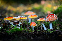 Fly agaric fungi (Amanita muscaria) on forest floor, Southern Estonia, September.