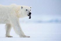 Polar bear (Ursus maritimus) in snowfall,  sticking out its blue tongue,  Raudfjorden Fjord, Svalbard, Spitsbergen, Norway, June.