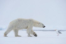 Polar bear (Ursus maritimus) with Glaucous gull (Larus hyperboreus) in snowfall, Svalbard, Spitsbergen, Norway, June.