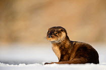 Otter (Lutra lutra) resting in snow, Southern Estonia. January.