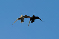 Raven (Corvus corax) mobbing Gyrfalcon (Falco rusticolus), Hornoya Island, Varanger Peninsula, Norway, March.