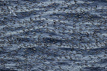 Kittiwakes (Rissa tridactyla), Common guillemots (Uria algae) and Brunnichs guillemots (Uria lomvia) Hornoya Island, Varanger Peninsula, Norway, March.