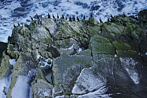 European shag (Phalacrocorax aristotelis) Hornoya Island, Varanger Peninsula, Norway, March.