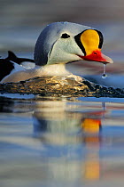 King eider duck (Somateria spectabilis) male, Batsfjord village harbour, Varanger Peninsula, Norway, March.