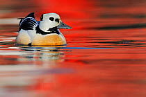 Steller's eider duck (Polysticta stelleri) Batsfjord village harbour with red reflections on the water, Varanger Peninsula, Norway, March.