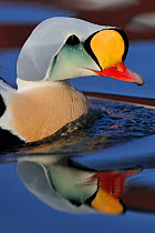 King eider duck (Somateria spectabilis) male, Batsfjord village harbour, Varanger Peninsula, Norway. March.