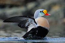 King eider duck (Somateria spectabilis) male flapping wings, Batsfjord village harbour, Varanger Peninsula, Norway. March.