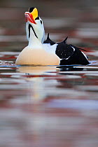 King eider duck (Somateria spectabilis) male calling,  Batsfjord village harbour, Varanger Peninsula, Norway. MArch.