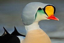 King eider duck (Somateria spectabilis) male, Batsfjord village harbour, Varanger Peninsula, Norway. MArch.
