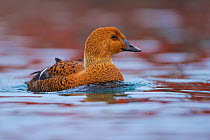 King eider duck (Somateria spectabilis) female, Batsfjord village harbour, Varanger Peninsula, Norway, March.