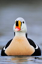 King eider duck (Somateria spectabilis) male, Batsfjord village harbour, Varanger Peninsula, Norway.
